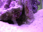 dscn4644.gif