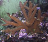 staghorn3.jpg