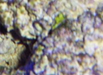 algae.jpg