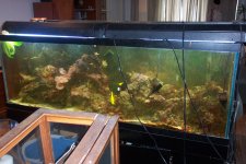 algae3-smaller.jpg