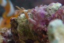hydroids2.jpg