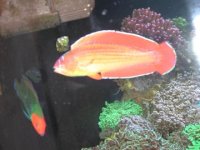 coolwrasses.jpg