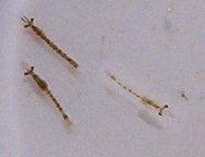 minishrimp.jpg