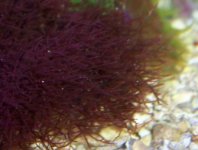 purplealgea2.jpg