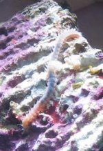 fireworm.jpg