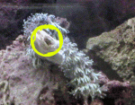 xenia2.gif