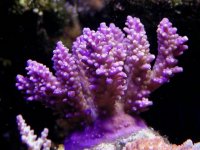 coral.jpg