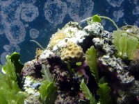 hhcoral.jpg