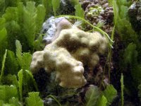 porites.jpg