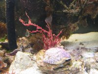 redalgae.jpg