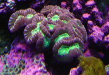 candy coral.jpg
