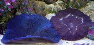 blue carpet with doughnut coral.jpg