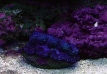 t crocea clam.jpg