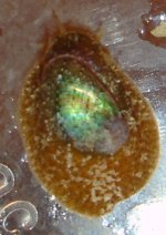 Small-Abalone.jpg