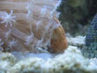 Coral Foot.JPG
