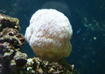new_coral.jpg