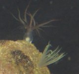 aiptasia2.jpg