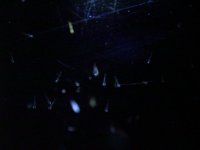 copepods1.jpg