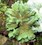Aquariums - 026.jpg