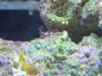 redspikeslug.jpg