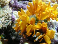 yellowmacro[167].jpg