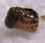 snail02.JPG