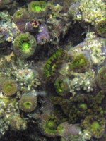 02272005zoas2.JPG