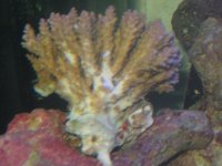 dying coral.JPG