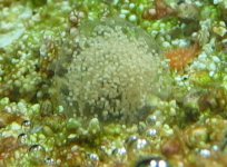blob.jpg