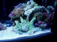 20reef 030.jpg