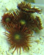 03092005zoa3.JPG
