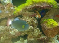 Copy (2) of frank fish 4 044.jpg
