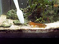 mantis.jpg