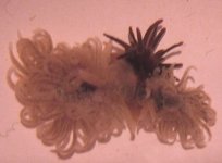 anemonedeath10.jpg