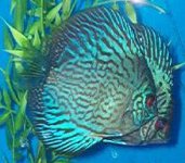 discus1a.jpg