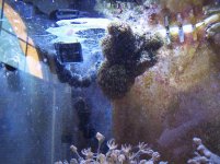 floating pipe organ2b.JPG