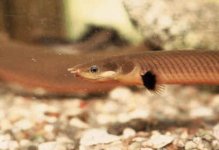 ropefish2.jpeg