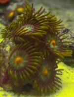 08312005zoa3.JPG