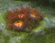 08102005peachzoasactinic.JPG