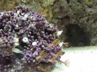 Star polyp growth B 01-19-06.jpg