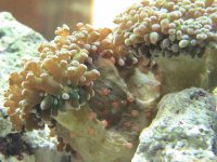 frogspawn growth 01-19-06.jpg