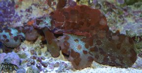 flatworm2.jpg