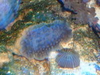 nudibranch 011.jpg