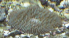 sea disc.jpg