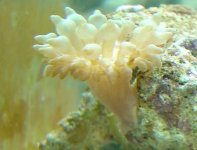anemone.jpg