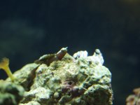 goby.jpg
