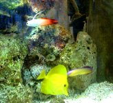 fish.jpg