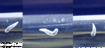 worm.gif