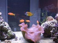 Fish 004.jpg