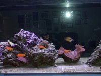 Fish 003.jpg